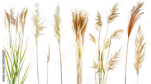 Set of ornamental grass flowers including pampas, fountain grass, and feather reed grass, isolated on transparent background
