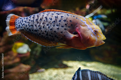 Queen coris (Coris Formosa) tropical fish underwater