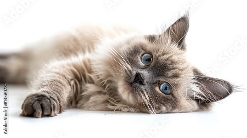 A cute and fluffy ragdoll Birman cat is lying on its side, looking at the camera with its big blue eyes.
