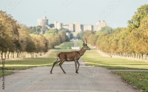 Beautiful deer in Windsor park, Windsor