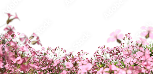 Pink flowers blooming fields isolate on transparent backgrounds 3d rendering png