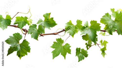Grape leaves vine plant branch with tendrils in vineyard, isolated on transparent background