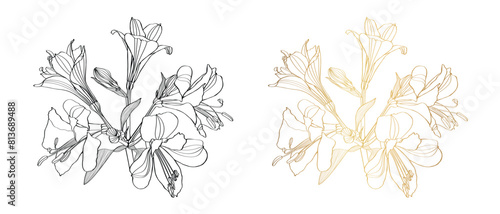 Alstroemeria vector illustration. Black and white, golden floral hand drown illustration. Botanical set of sketch flowers, leaves and branches.