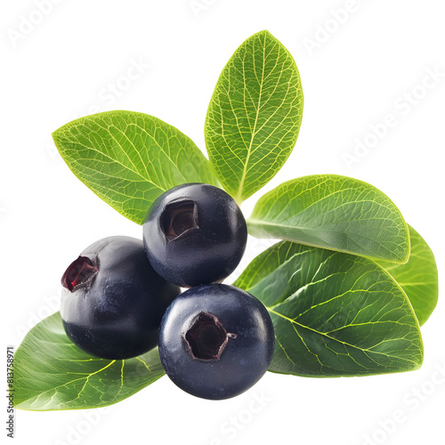 bilberry on transparent png background