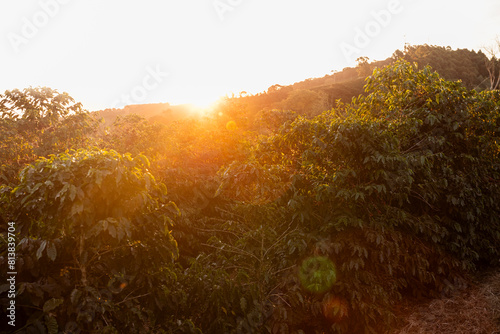 Árvores de café, Cafezal, contra luz, hora dourada, Minas Gerais
