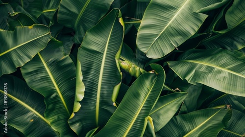 A close-up of vibrant green banana leaves swaying in the breeze, evoking tropical tranquility.