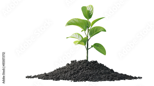 Young plant of pomelo in soil humus. Transparent, isolated on white.