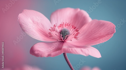 Fresh flowers.Pink anemones. Artistic photos of flowers. Flower compositions. Wall decorations. Paintings with flowers. Blooming anemones. The beauty of flowers.