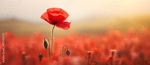 A vibrant red poppy stands out in a field with a beautifully blurred background. Copy space image. Place for adding text and design