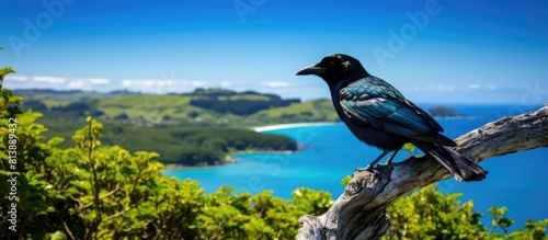 On Tiritiri Matangi Island there is a beautiful image of Tui with copy space
