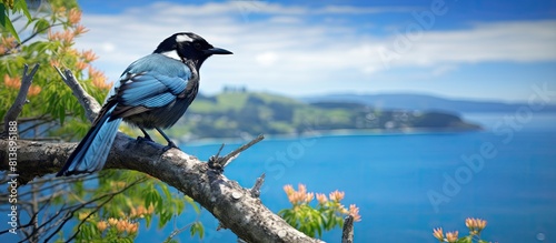 On Tiritiri Matangi Island there is a beautiful image of Tui with copy space