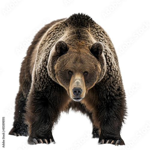 Brown grizzly bear front view isolated on white background.