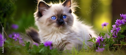 A small ragdoll kitten with captivating blue eyes and a vibrant purple collar sits gracefully on a lush green backdrop creating the perfect copy space image for cards and calendars