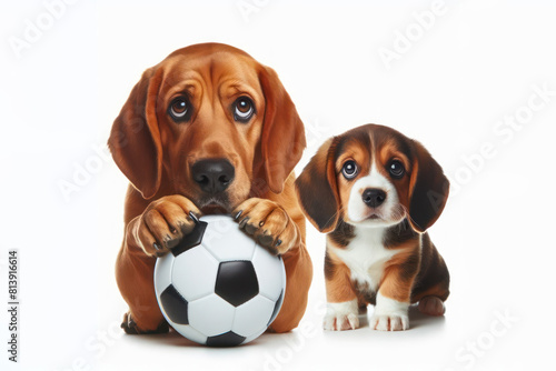 Dachshund and beagle pup with soccer ball, carnivores companions playing sports
