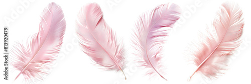 Set of delicate pink feathers on transparent background, soft and gentle theme