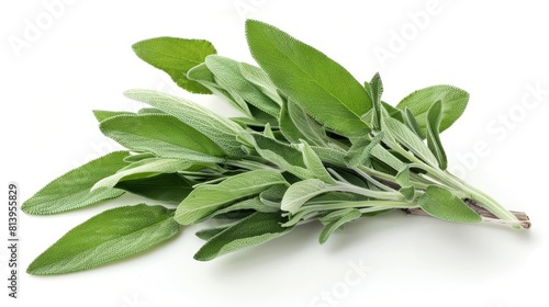 Fresh sage herb isolated on white background.