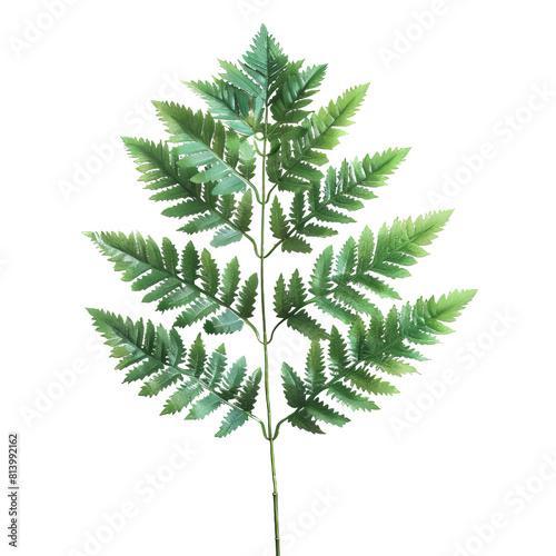 The image shows a single green leaf with multiple leaflets arranged in a feathery pattern along a central stem.