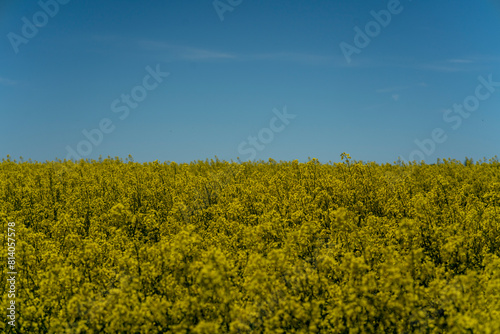 Beautiful rapeseed field against the blue sky