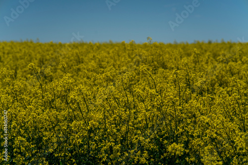 Beautiful rapeseed field against the blue sky