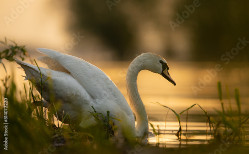 Łabędź niemy, łabędź biały, wielki ptak, 