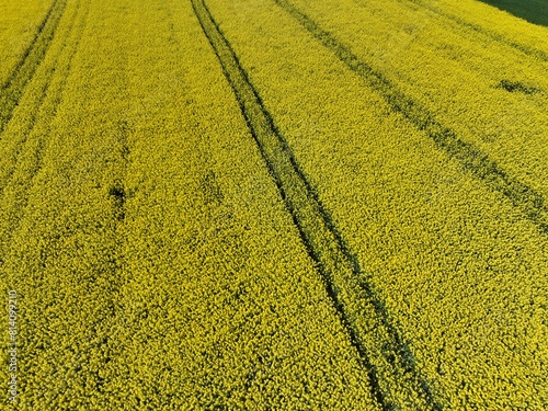 Kwitnący wiosną rzepak podczas bezchmurnego i słonecznego dnia, żółty kwitnący rzepak, rzepak, kwiat rzepaku, pola rzepaku wiosną, kwitnący rzepak na polach uprawnych wiosną 