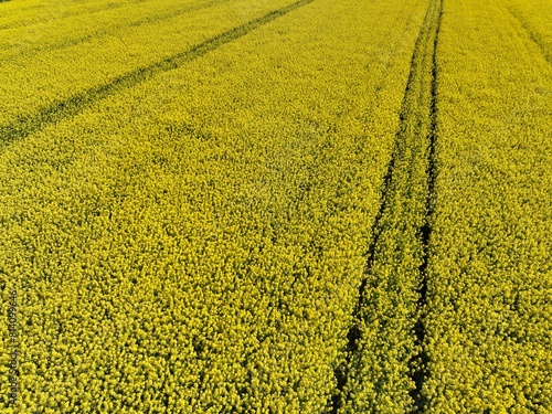 Kwitnący wiosną rzepak podczas bezchmurnego i słonecznego dnia, żółty kwitnący rzepak, rzepak, kwiat rzepaku, pola rzepaku wiosną, kwitnący rzepak na polach uprawnych wiosną 