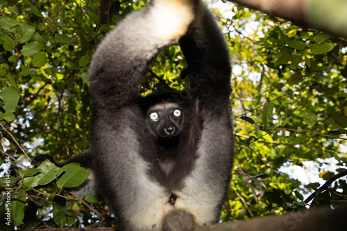 Lemur Indri indri, babakoto largest lemur from Madagascar