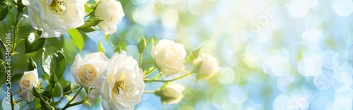 White wild roses on the left side of banner, blue sky background, banner for website, banner with copy space Generative AI