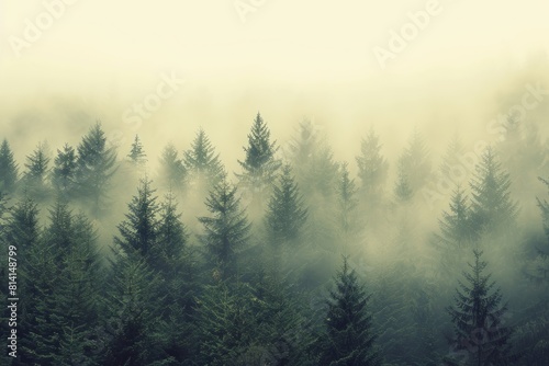 A foggy forest scene dominated by tall pine trees in the background with a vintage retro vibe