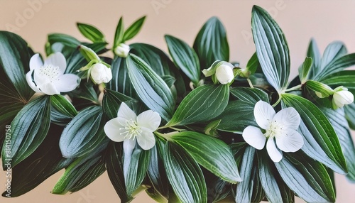 jasmine flower on clean background