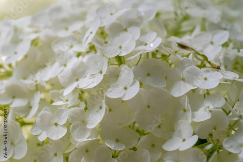 Białe kwiaty hortensji z kroplami deszczu na płatkach. Ogród miejski w letni poranek po deszczu, piękno natury.