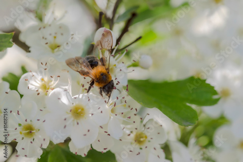 Pszczoła na białych kwiatach głogu szuka nektaru i pyłku. Wiosenna eksplozja kwiatów kwitnących na drzewach w mieście wokół rynku.