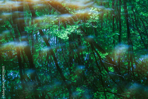 水面に反射する森