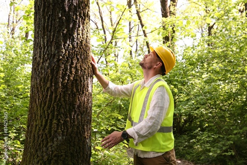 Forester in hard hat examining tree in forest