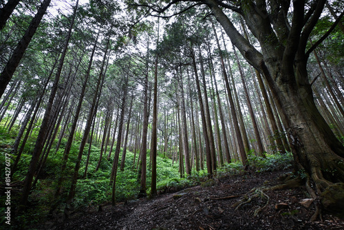 針葉樹がそびえ立つ、緑に包まれた山中の美しい風景