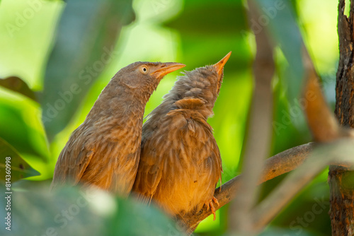 Yellow billed babbler