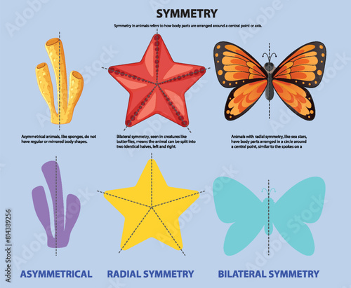 Illustration of asymmetrical, radial, and bilateral symmetry