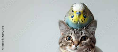 budgerigar is sitting on british cat head, pet friend, grey background