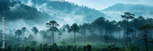 Landscape pine tree forest in the mist at Phu Soi Dao national park Uttaradit province Thailand realistic nature and landscape