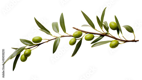 Olive png, green olive png, green olive fruit png, olive with branch png, group olive fruit png, olive drop to oil png, olive background png, fruit olive background png, olive transparent background.