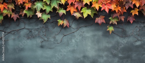 The autumn season is approaching with a wall adorned in colorful ivy leaves serving as a textured background for this copy space image