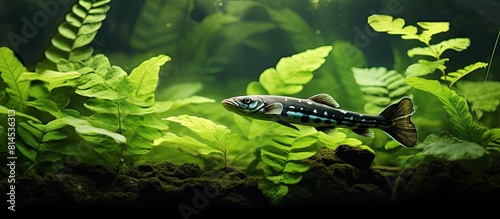 A loach swimming gracefully amidst an abundance of large vibrant green leaves in a beautifully serene copy space image