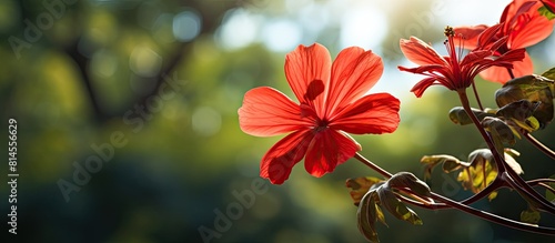 Beautiful red Spathodea flower commonly known as African tuliptree growing in a tropical garden Perfect floral backdrop for a banner with plenty of copy space in the image