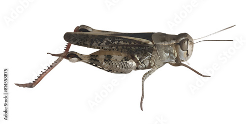 A locust isolated on transparent background