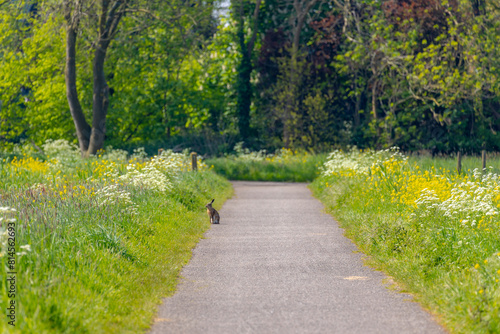 Typical Dutch polder land in spring, Gravel path with green grass under tree trunks, Golden yellow Rapeseed (Canola) White Anthriscus sylvestris (Cow Parsley) Wildflowers in countryside of Netherlands