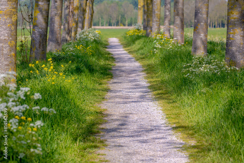 Typical Dutch polder land in spring, Gravel path with green grass under tree trunks, Golden yellow Rapeseed (Canola) White Anthriscus sylvestris (Cow Parsley) Wildflowers in countryside of Netherlands