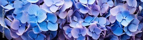 Blue hydrangeas in full bloom, clusters of flowers creating a soothing sea of blue, cool and calming