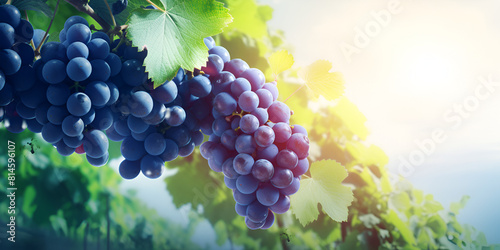 grapes on vine ,Grapes hanging on a vine with the sun shining on them 