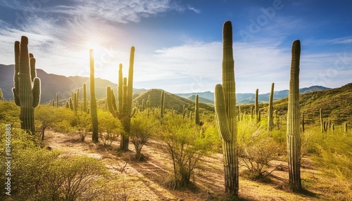 desert landscape photo with cactus with sunny weather background generative ai