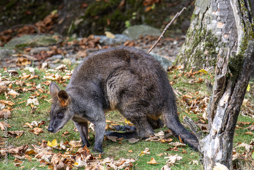 Swamp Wallaby, Wallabia bicolor, is one of the smaller kangaroos